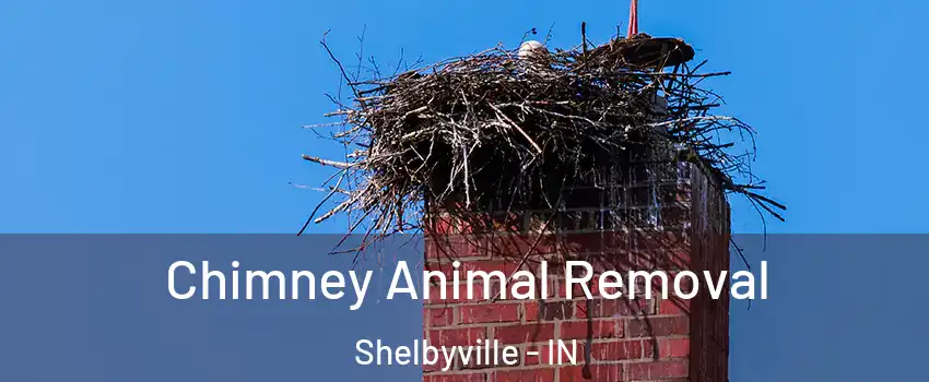  Chimney Animal Removal Shelbyville - IN