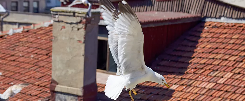 Residential Chimney Animal Removal Solution in Shelbyville, IN